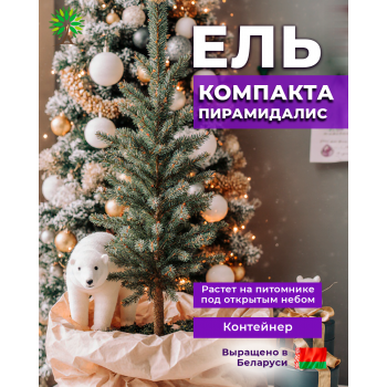 Ель Компакта Пирамидалис колючая