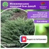 Можжевельник казацкий Блю Дануб
