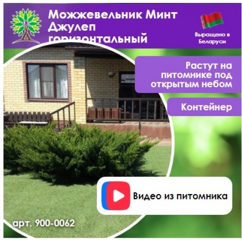 Можжевельник Минт Джулеп горизонтальный