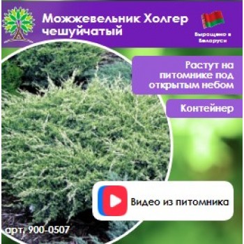 Можжевельник Холгер чешуйчатый