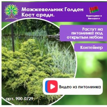 Можжевельник Голден Кост средн.