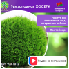 Туя западная ХОСЕРИ