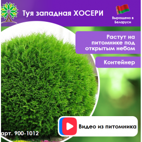 Туя западная ХОСЕРИ