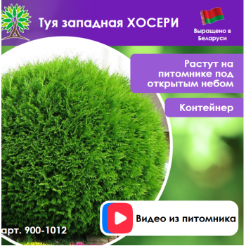 Туя западная ХОСЕРИ (СЕМЕНА)