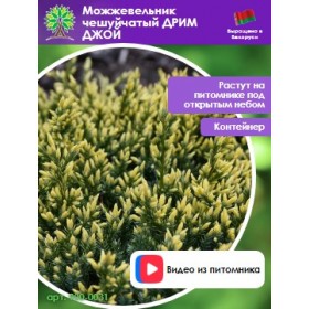 Можжевельник чешуйчатый ДРИМ ДЖОЙ