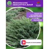 Можжевельник казацкий Блю Дануб