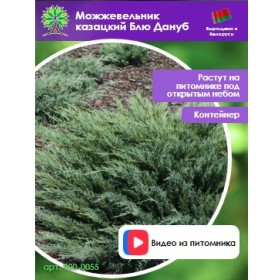 Можжевельник казацкий Блю Дануб Можжевельник казацкий Блю Дануб