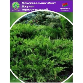 Можжевельник Минт Джулеп горизонтальный