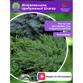 Можжевельник прибрежный Шлягер