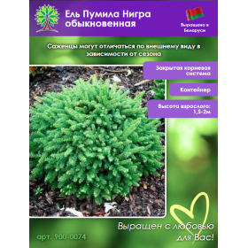 Ель Пумила Нигра обыкновенная
