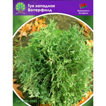 Туя западная Вотерфилд (СЕМЕНА)