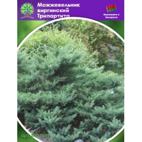 Можжевельник виргинский Трипартита Можжевельник виргинский Трипартита