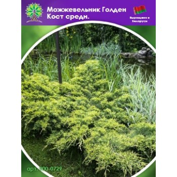 Можжевельник Голден Кост средн.