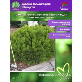 Сосна белокорая Шмидта (штамб)