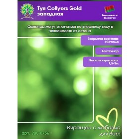 Туя Collyers Gold западная