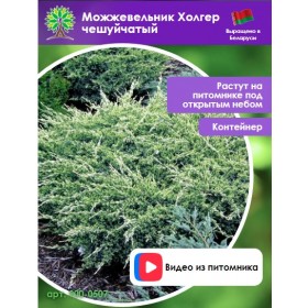 Можжевельник Холгер чешуйчатый