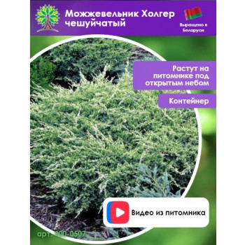 Можжевельник Холгер чешуйчатый
