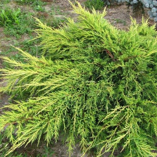 Можжевельник средн. Голден Саусер