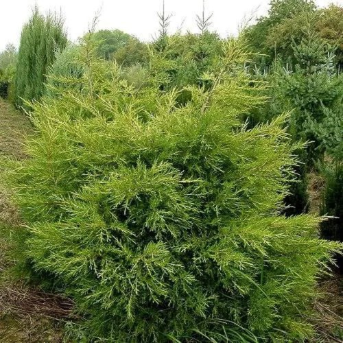 Можжевельник Аваси лежачий