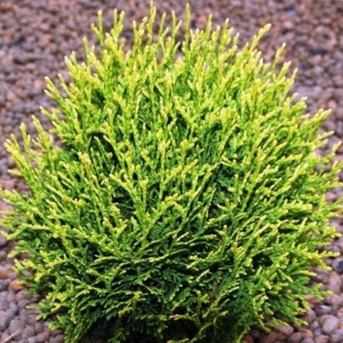 Можжевельник Аваси лежачий