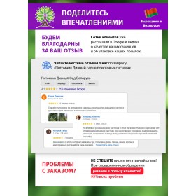Ирис сибирский КОНКОРД КРАШ махровый