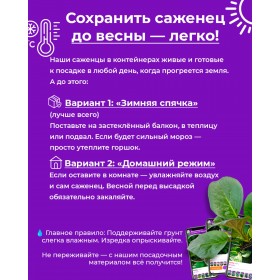 Туя западная Колумна изгородь