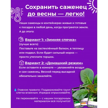 Туя западная Колумна изгородь