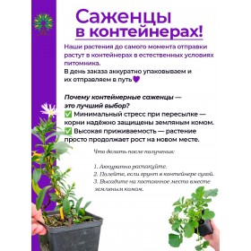 Сирень МИШЕЛЬ БЮХНЕР
