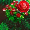 Роза штамбовая ВИКОЛЕТТ