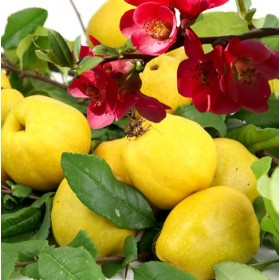 Айва японская