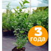 Голубика Бригитта