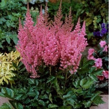 Астильба Визион ин Пинк китайская (Vision in Pink)