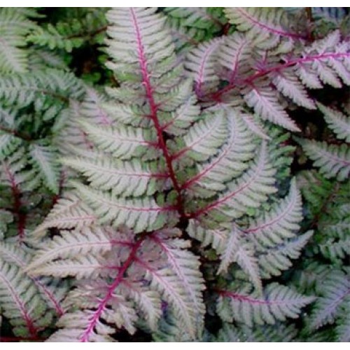 Папоротник Пьютер Лейс ниппонский