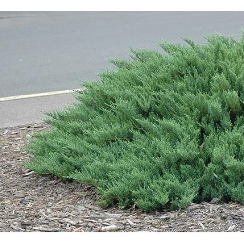 Можжевельник казацкий ТАМАРИСЦИФОЛИЯ