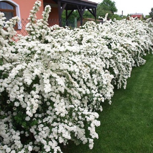 Спирея Вангутта изгородь