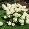 Гортензия метельчатая Полярный медведь