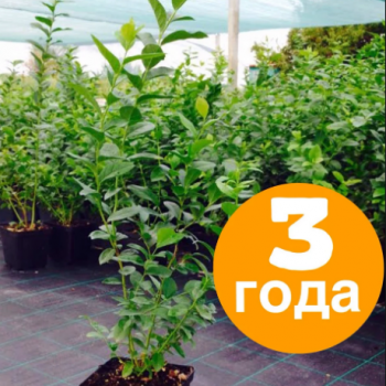 Голубика Торо (среднеранний)