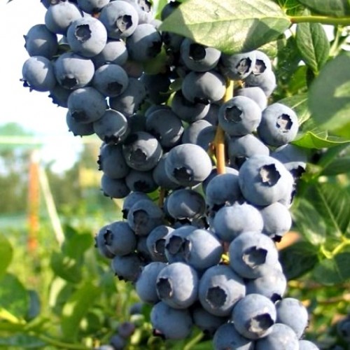 Голубика Торо (среднеранний)