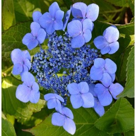 Гортензия пильчатая Блюберд(Blue Bird)