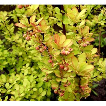 Барбарис тунберга Поувов