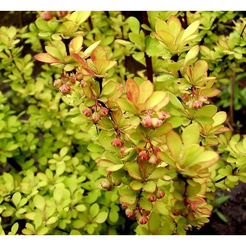 Барбарис тунберга Поувов