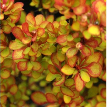 Барбарис тунберга Поувов