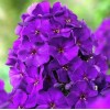 Флокс Кинг мет. Флокс Кинг мет.