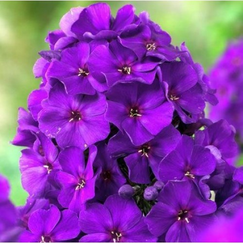 Флокс Кинг мет.