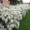 Спирея Вангута