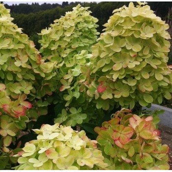 Гортензия Граффити метельчатая