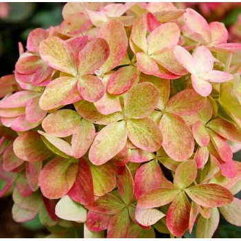 Гортензия Граффити метельчатая