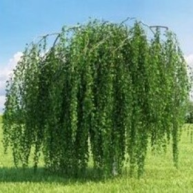 Береза черная Фокс Валлей(штамб)