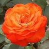 Роза Энн Кокер штамб (флорибунда)
