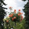 Роза Энн Кокер штамб (флорибунда)